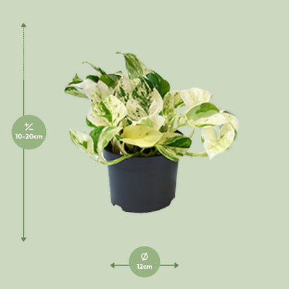 Epipremnum Happy Leaf plant Ø12cm