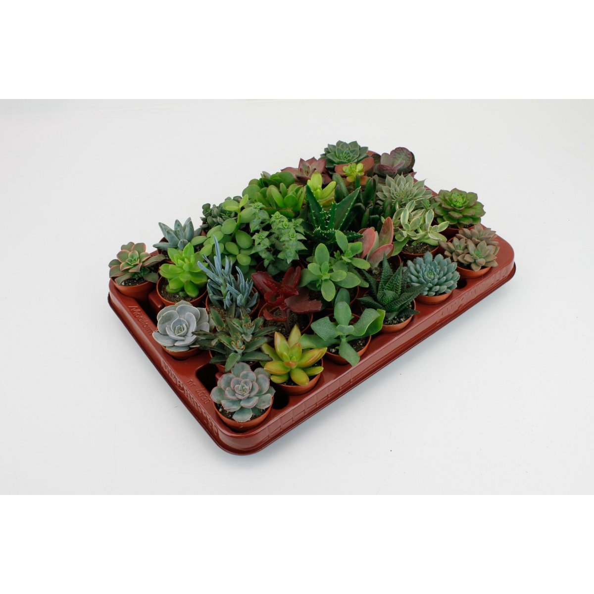 Succulenten mix 30 stuks Ø5,5 cm