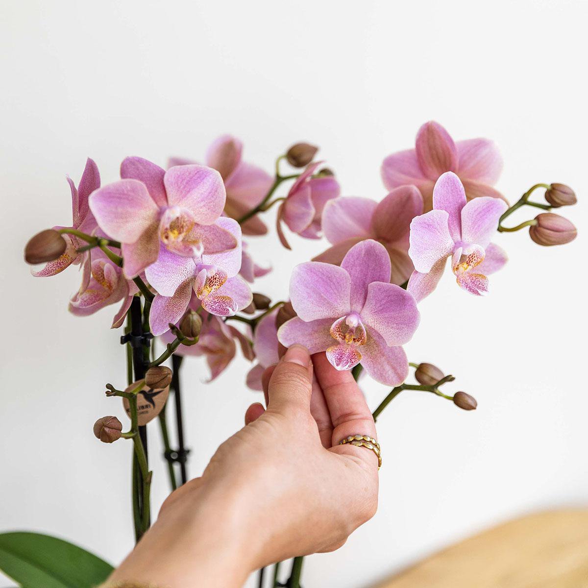 Oudroze Phalaenopsis Orchidee (Treviso) | Bloeiende Kamerplant Ø12cm pot