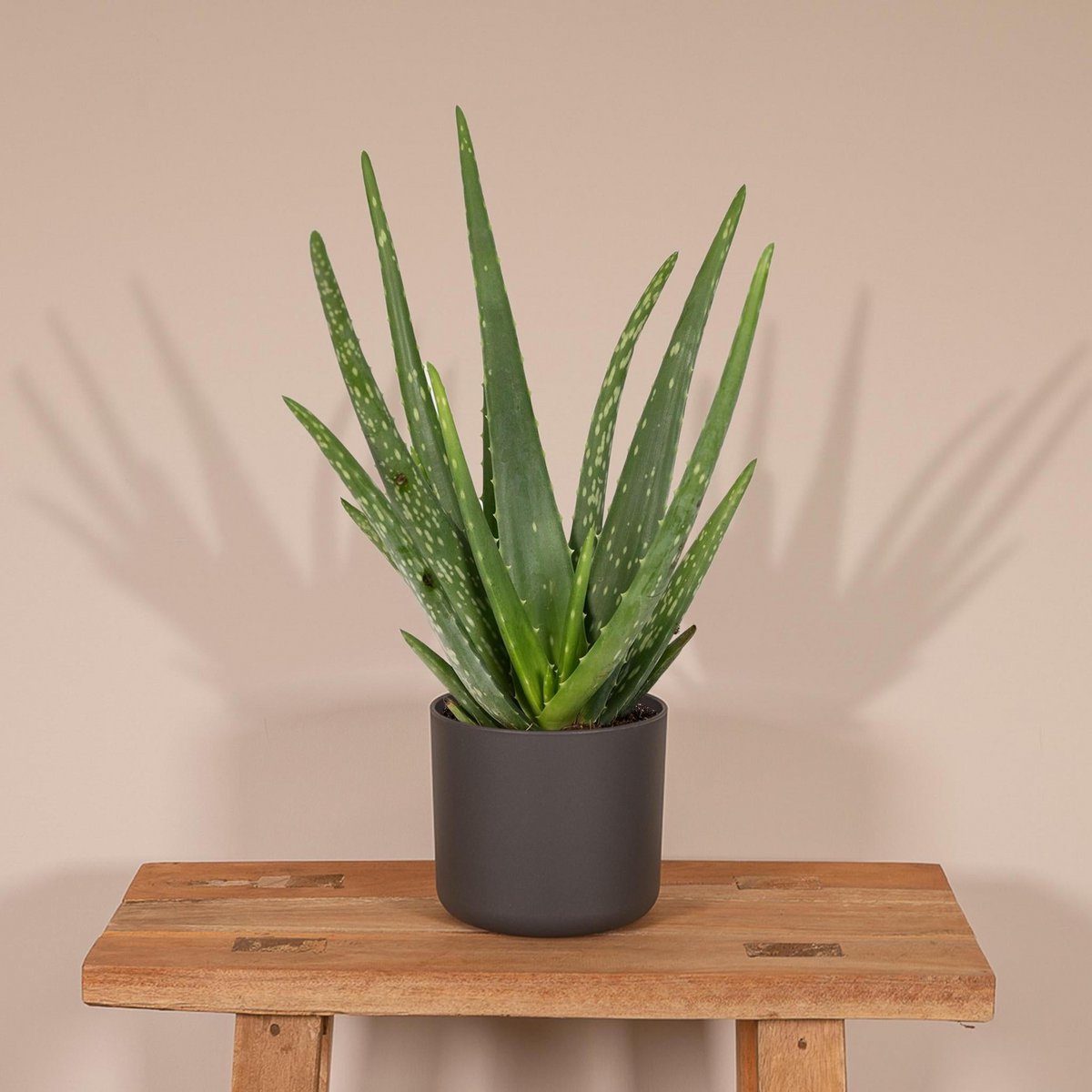 Aloë vera - Ø12 - ↨40cm