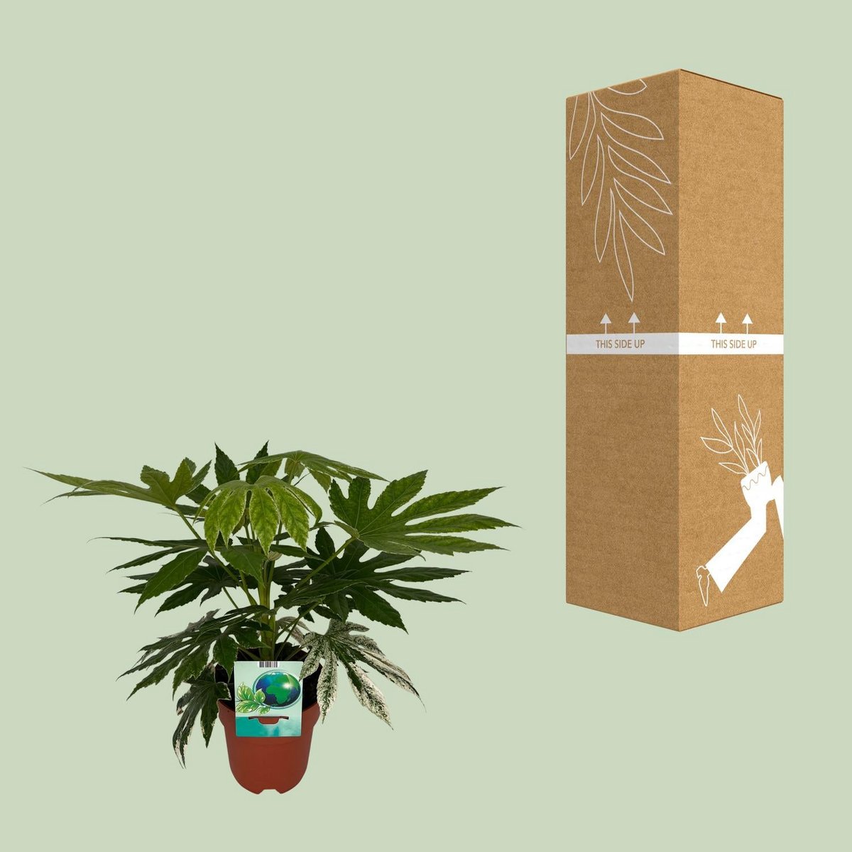 Fatia japonica variata - Ø19cm - ↕60cm