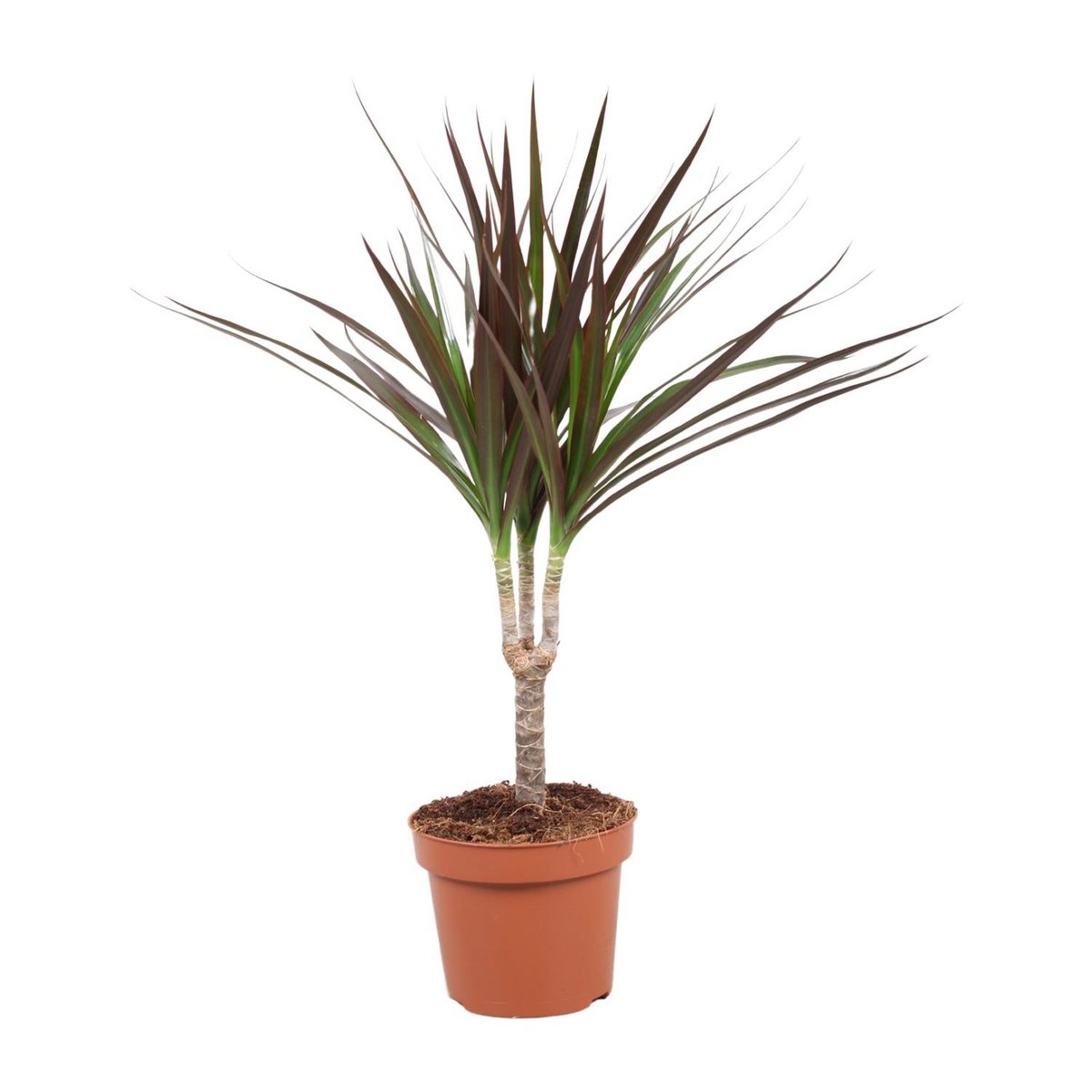 Dracaena Magenta kamerplant Ø12cm ↕50cm