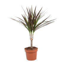 Dracaena Magenta kamerplant Ø12cm ↕50cm