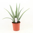 Aloë vera kamerplant vetplant