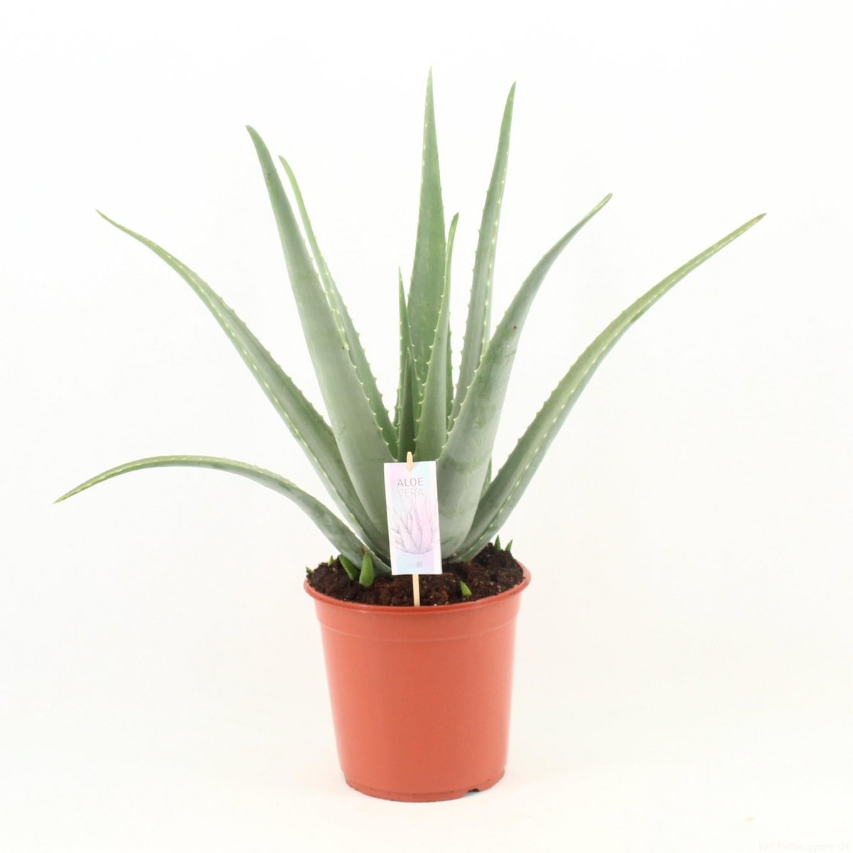 Aloë vera kamerplant vetplant