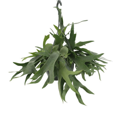Hertshoornvaren hangend Ø21x50 cm groen