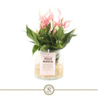 Anthurium Aqua Roots Lilli plant met zichtbare wortels in glazen pot