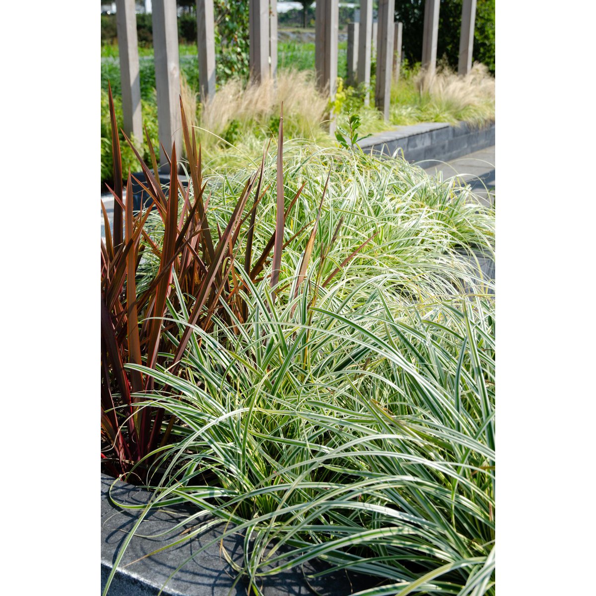 3x - Carex Hachijeensis 'Evergold' - ↨30cm - Ø14