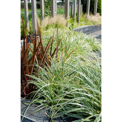 3x - Carex Hachijeensis 'Evergold' - ↨30cm - Ø14
