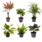 Mini plantjes mix 6 stuks potmaat Ø6 cm