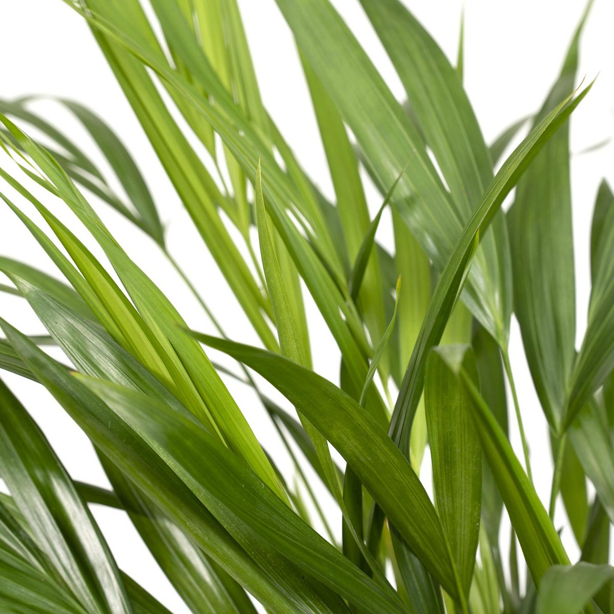 Areca Palm Dypsis Lutescens Ø17cm 60cm