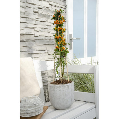 Pyracantha 'oranje gloed' leiplant 65 cm
