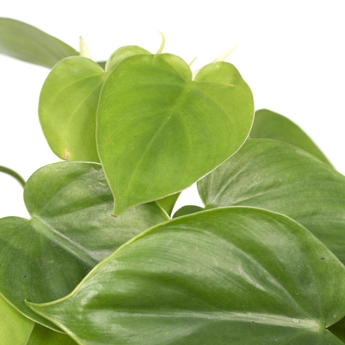 Philodendron Scandens Ø12cm 15cm