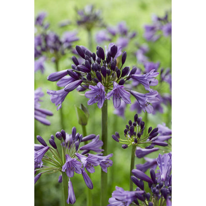 Agapanthus Poppin Purple pot Ø19 cm
