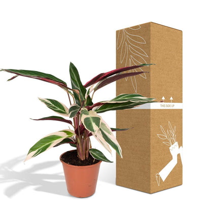 Kamerplant Calathea Triostar Ø19cm 70cm