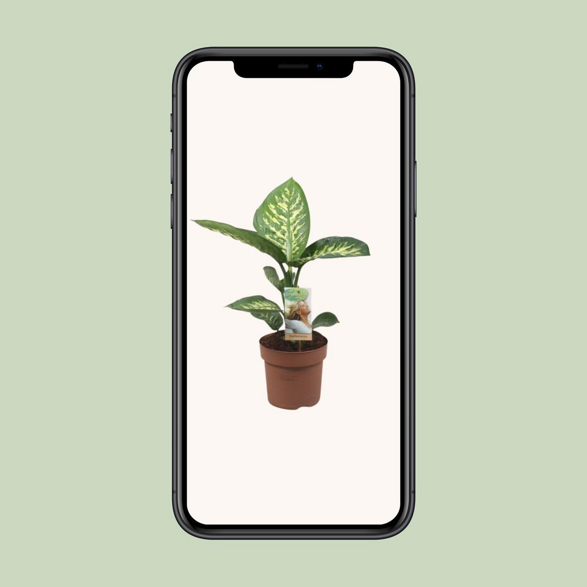 Diefeffenbachia Tropic Snow - Ø17cm - ↕60cm