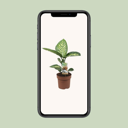 Diefeffenbachia Tropic Snow - Ø17cm - ↕60cm