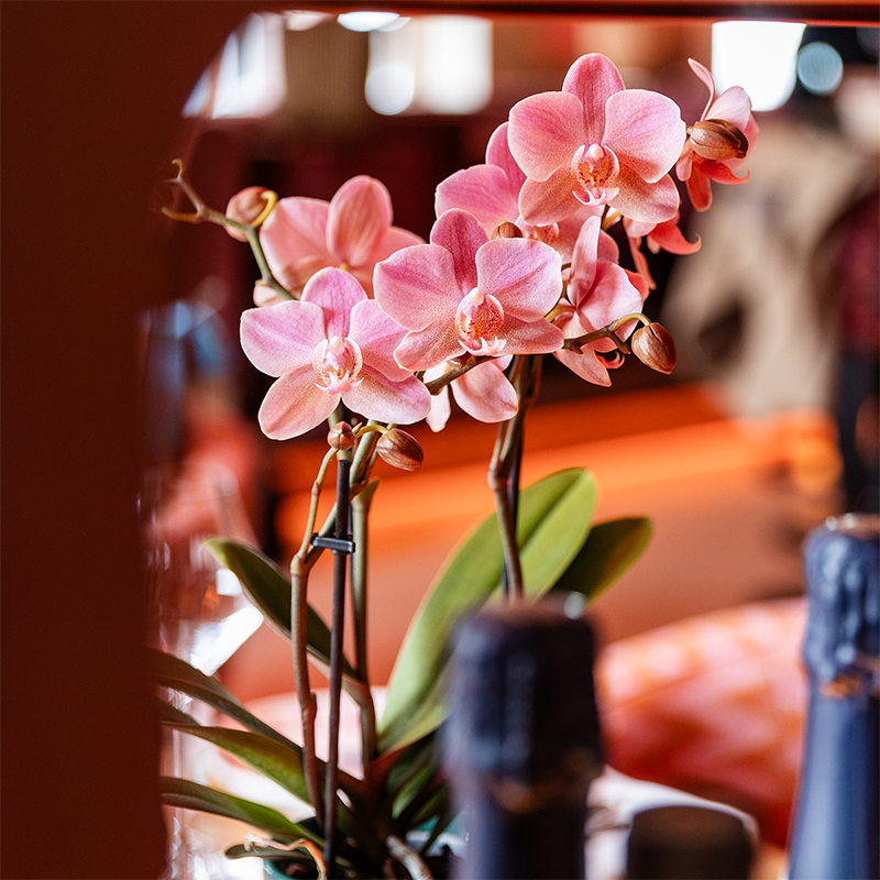 Set van 2 Oudroze Phalaenopsis Orchideeën | Bloeiende Kamerplanten Ø9cm
