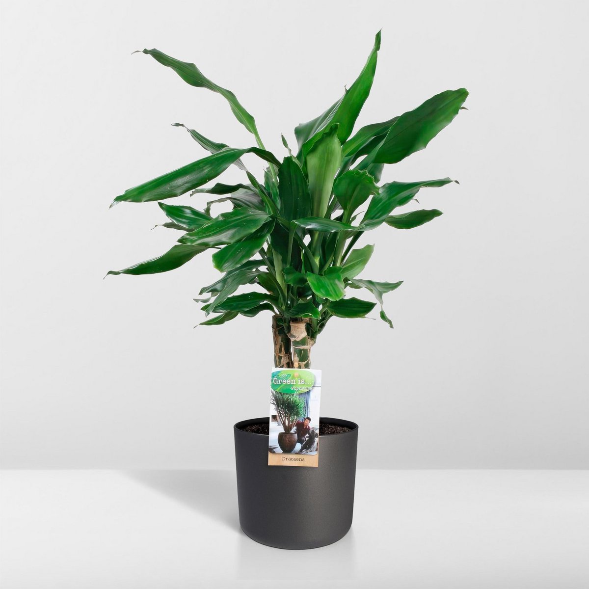 Dracaena geurstudnerer Green - ↨55cm - Ø17cm