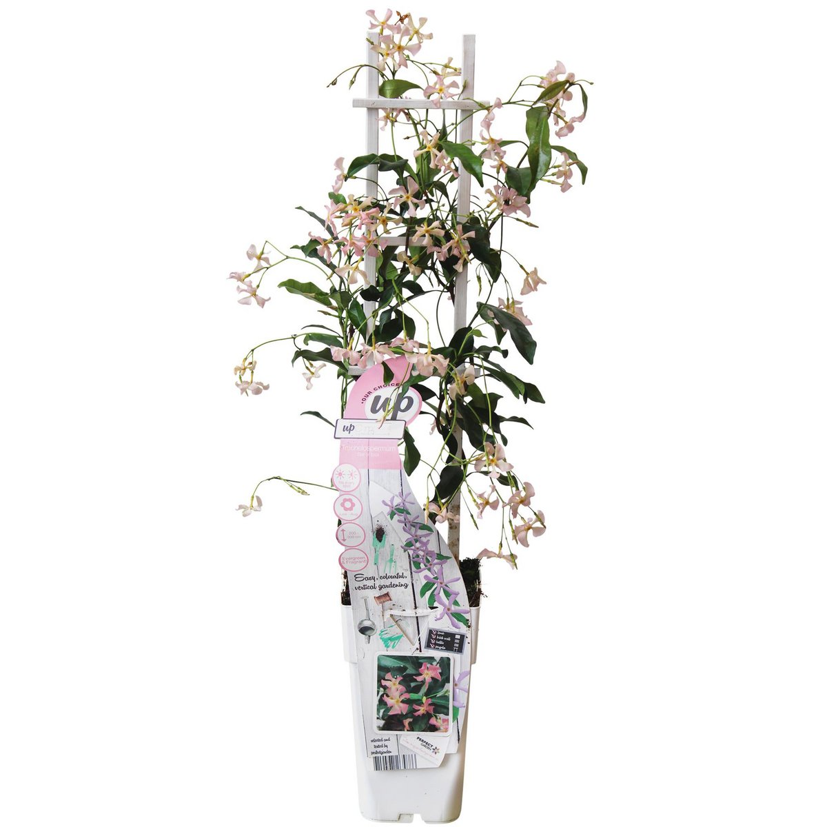 Trachelospermum 'Star of Ibiza' - Pink Star Jasmine - Ø15cm - ↕65cm