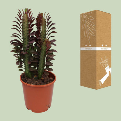 Euphorbia Trigona Crubra plant Ø12cm 40cm
