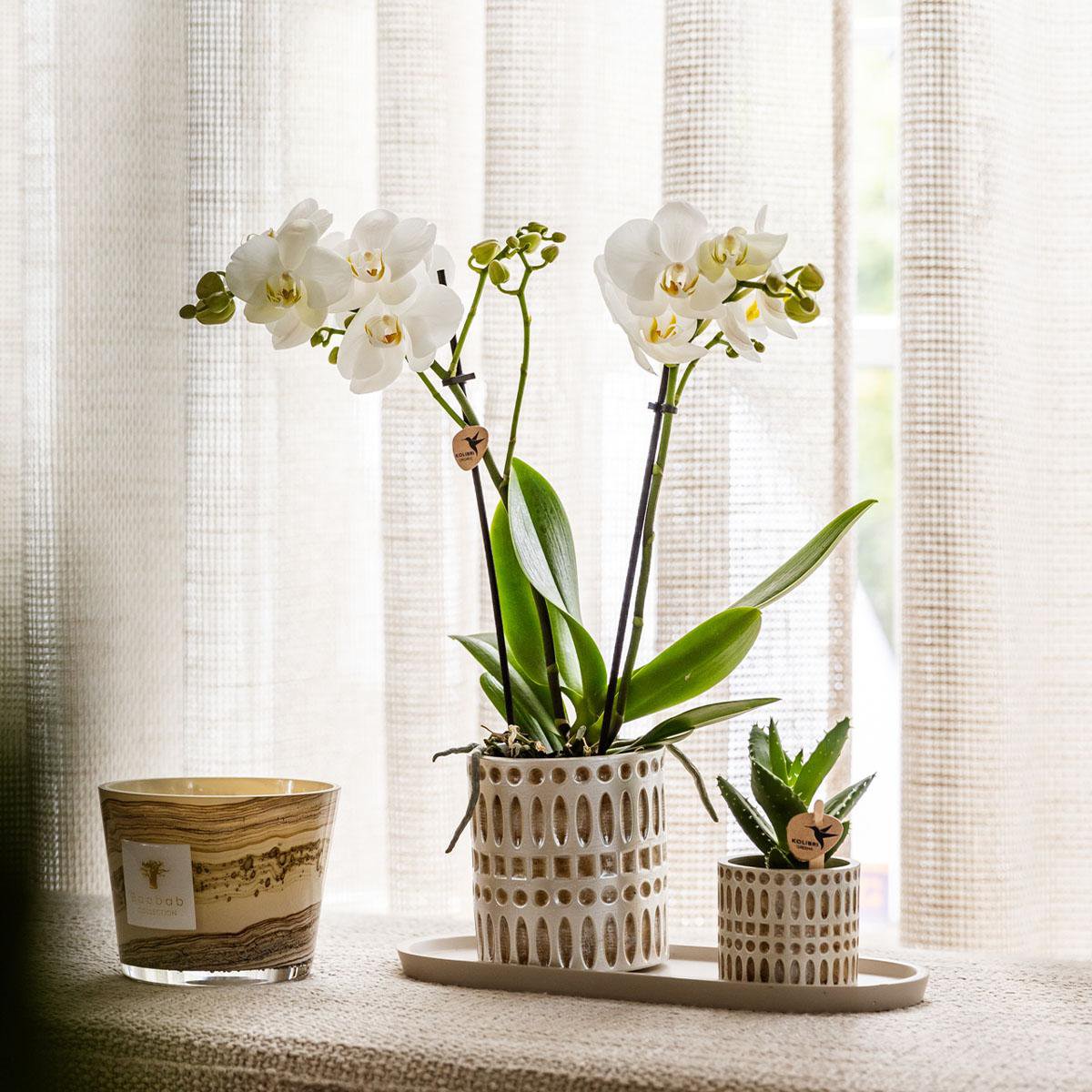Decorative Mosaic Plant Pot Ø6 cm