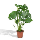 Kamerplant Monstera Deliciosa Ø17cm ↕55cm