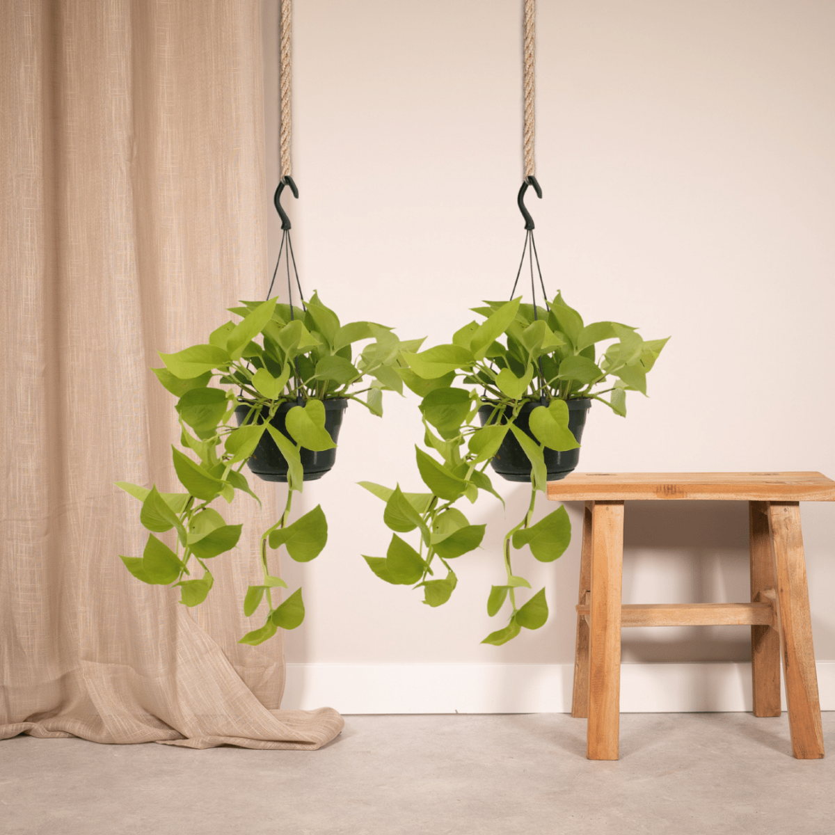 Kamerplant Epipremnum Golden Pothos 2 stuks Ø15cm