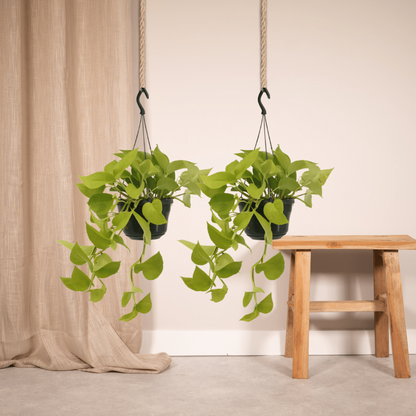 Kamerplant Epipremnum Golden Pothos 2 stuks Ø15cm
