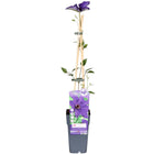 Clematis The President - Purple Clematis - Ø15cm - ↕65cm