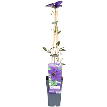 Clematis de president - Clematis Paars - Ø15cm - ↕65cm