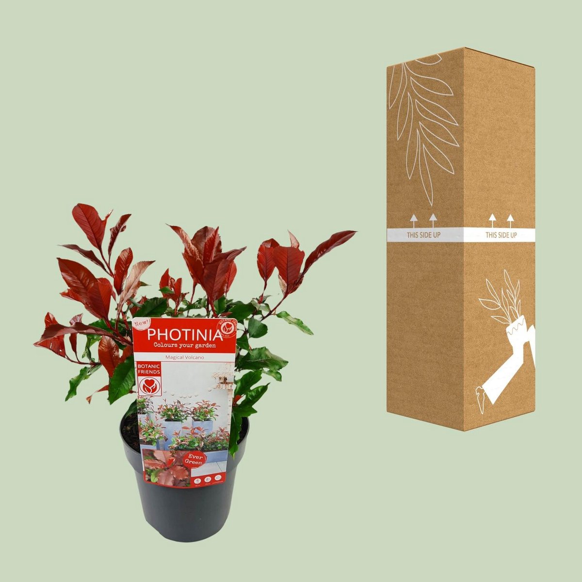 Photinia fras. 'Magische vulkaan' - Ø19cm - ↕30cm