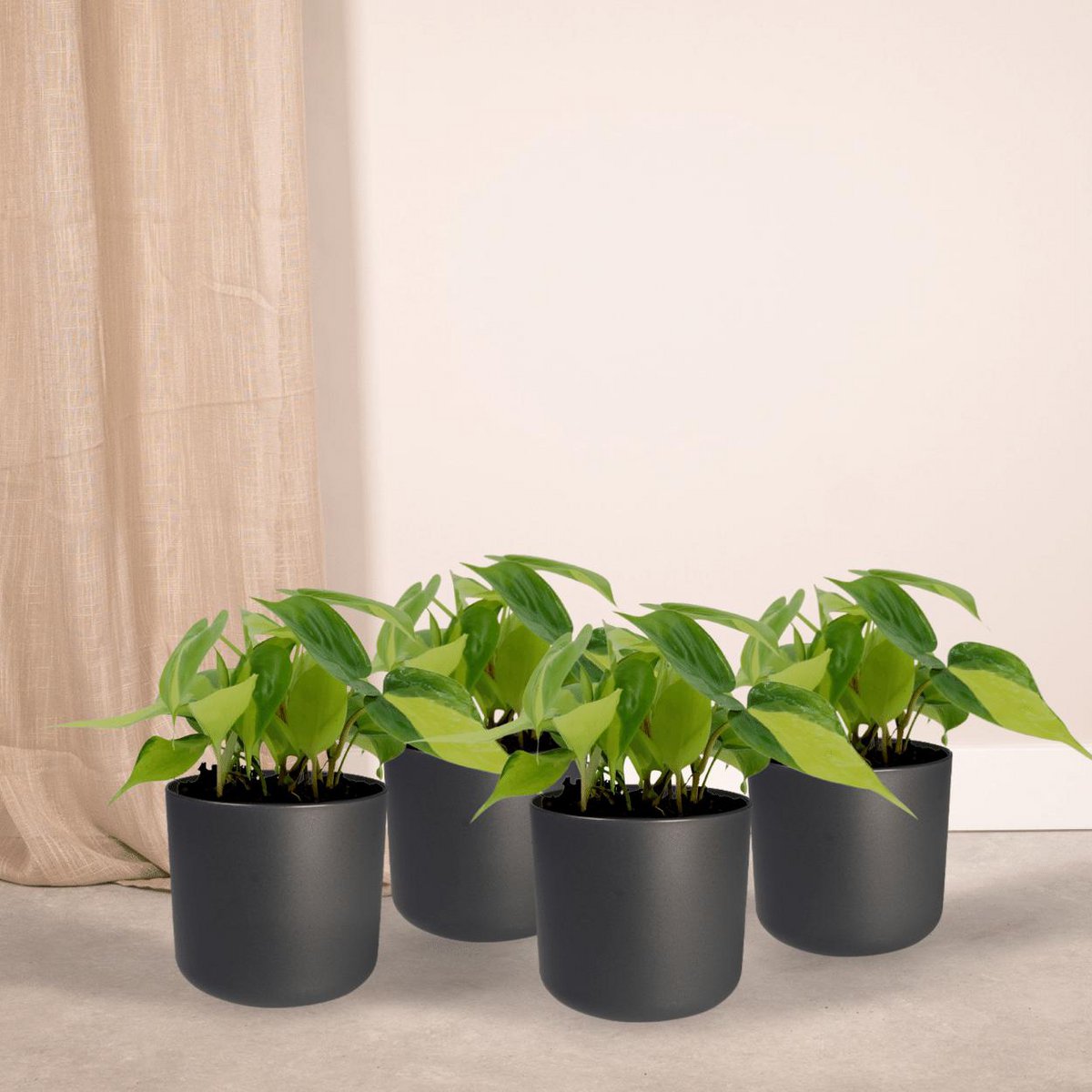 Philodendron Scandens Brasil - 4 pieces - ø12cm - ↕15cm