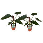 Alocasia Wentii set 2 stuks Ø19cm ↕85cm