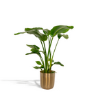 Strelitzia Nicolai Houseplant Diameter 19 cm Pot Mayk Gold