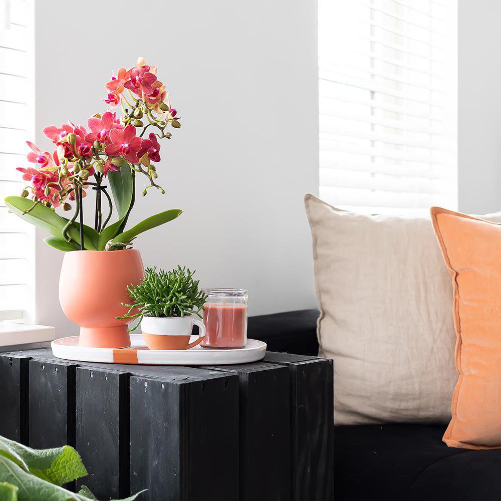 Orchidee Phalaenopsis rood Ø9 cm 2-3 takken