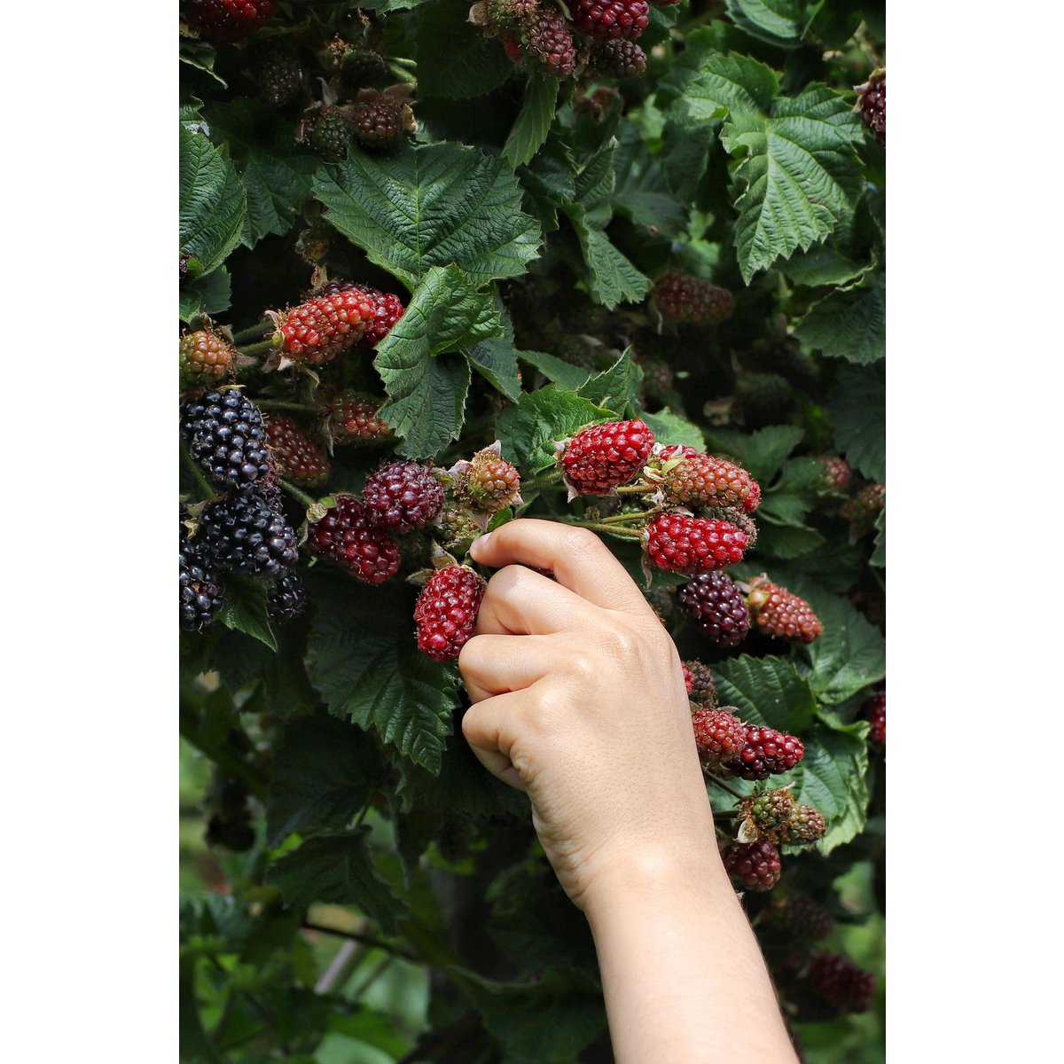 Rubus fruticosus 'Thornless Evergreen' - Doornloze Braam - Ø13cm - ↕45cm