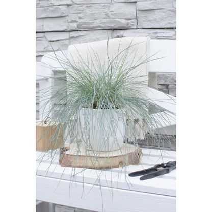 Festuca Glauca Azura Blue - Ø19cm - ↕40cm - Ø14 - ↨30cm