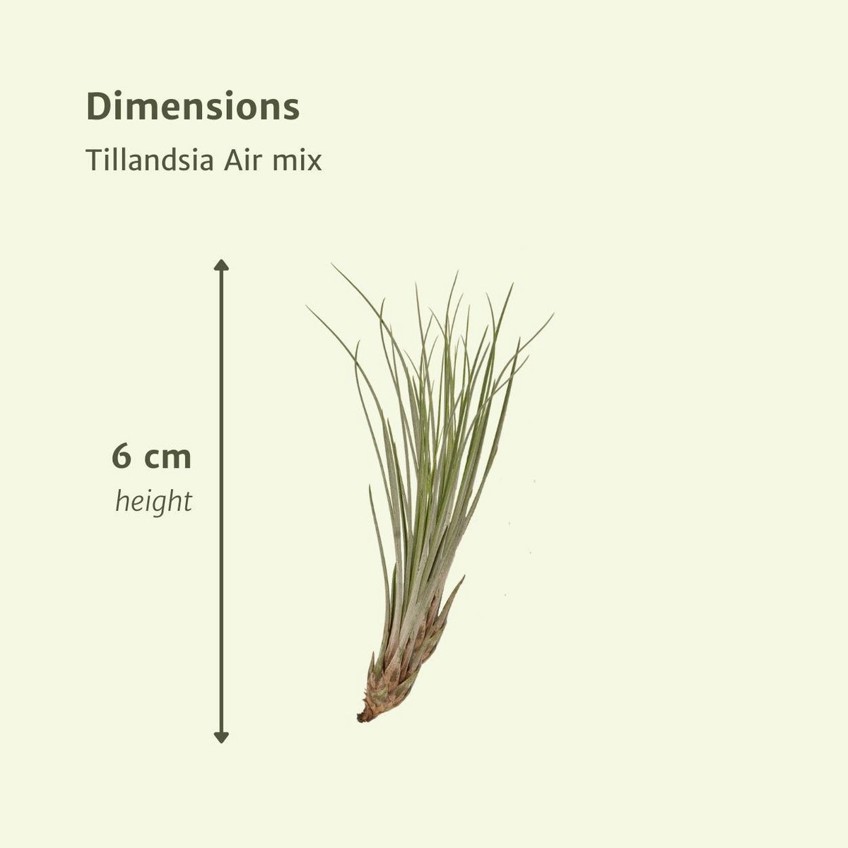Tillandsia Air mix - 10 stuks - ø6cm - ↕6cm