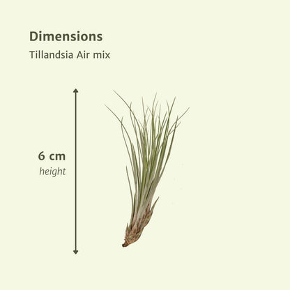Tillandsia Air mix - 10 stuks - ø6cm - ↕6cm