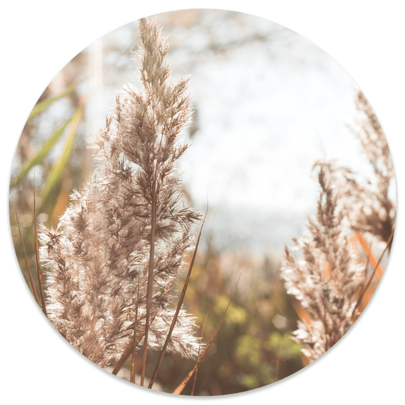 Wall circle grass