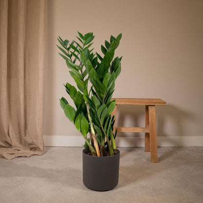 Zamioculcas plant Ø17cm 70cm