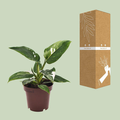 Philodendron White Princess Ø12cm 25cm