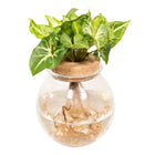 Syngonium Pixie in Glass Sphere - Ø12cm - ↕30cm