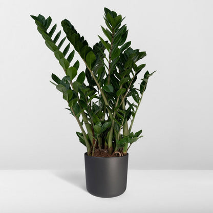 Zamioculcas Zamiifolia - Emerald Palm - Ø21cm - ↕80cm