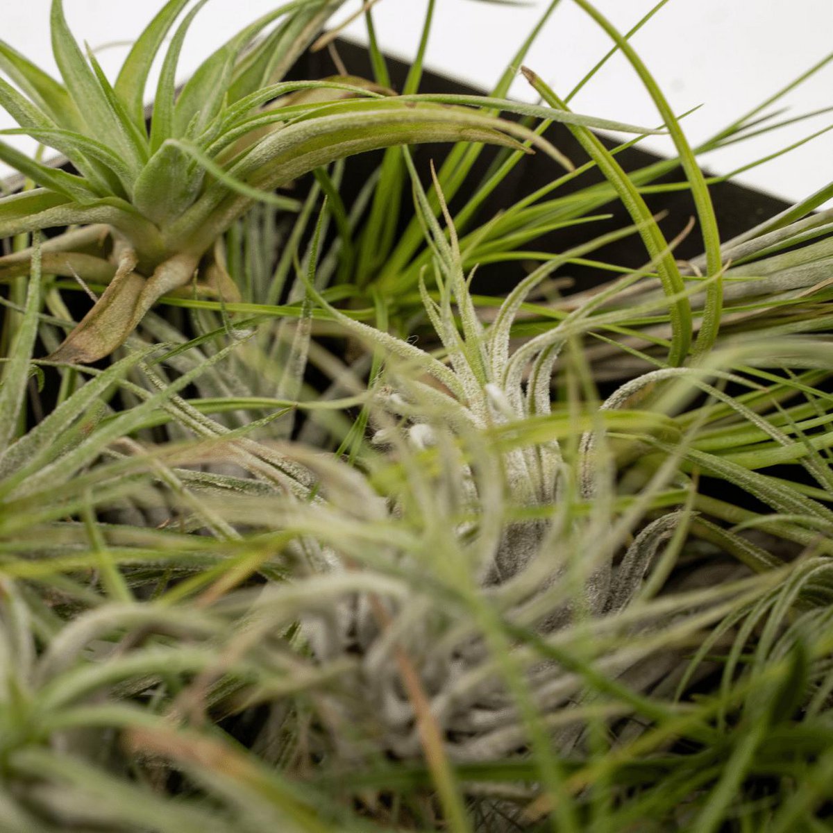 Tillandsia Air mix - 10 stuks - ø6cm - ↕6cm