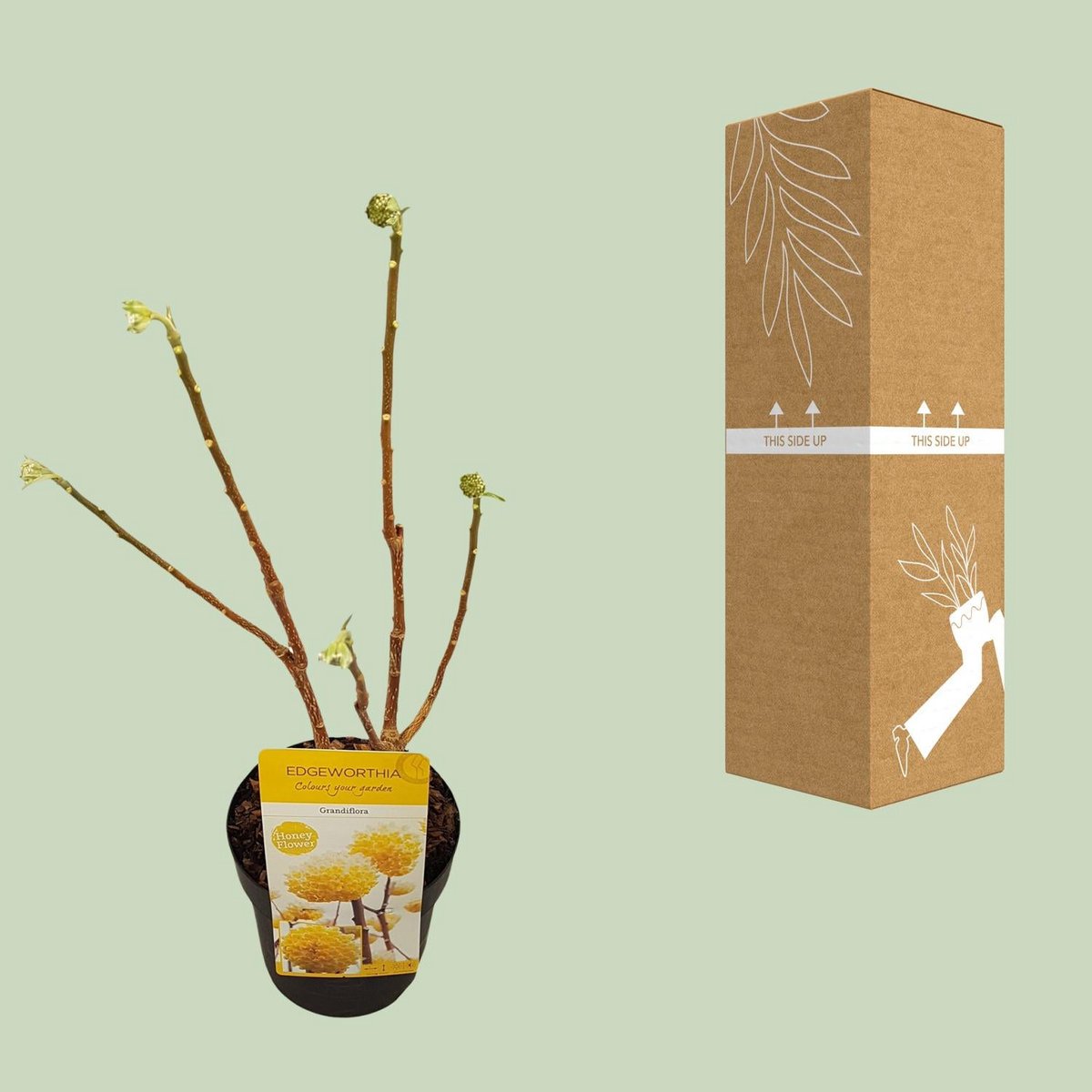 Edgeworthia -shirt. 'Grandiflora' - Ø19cm - ↕30cm