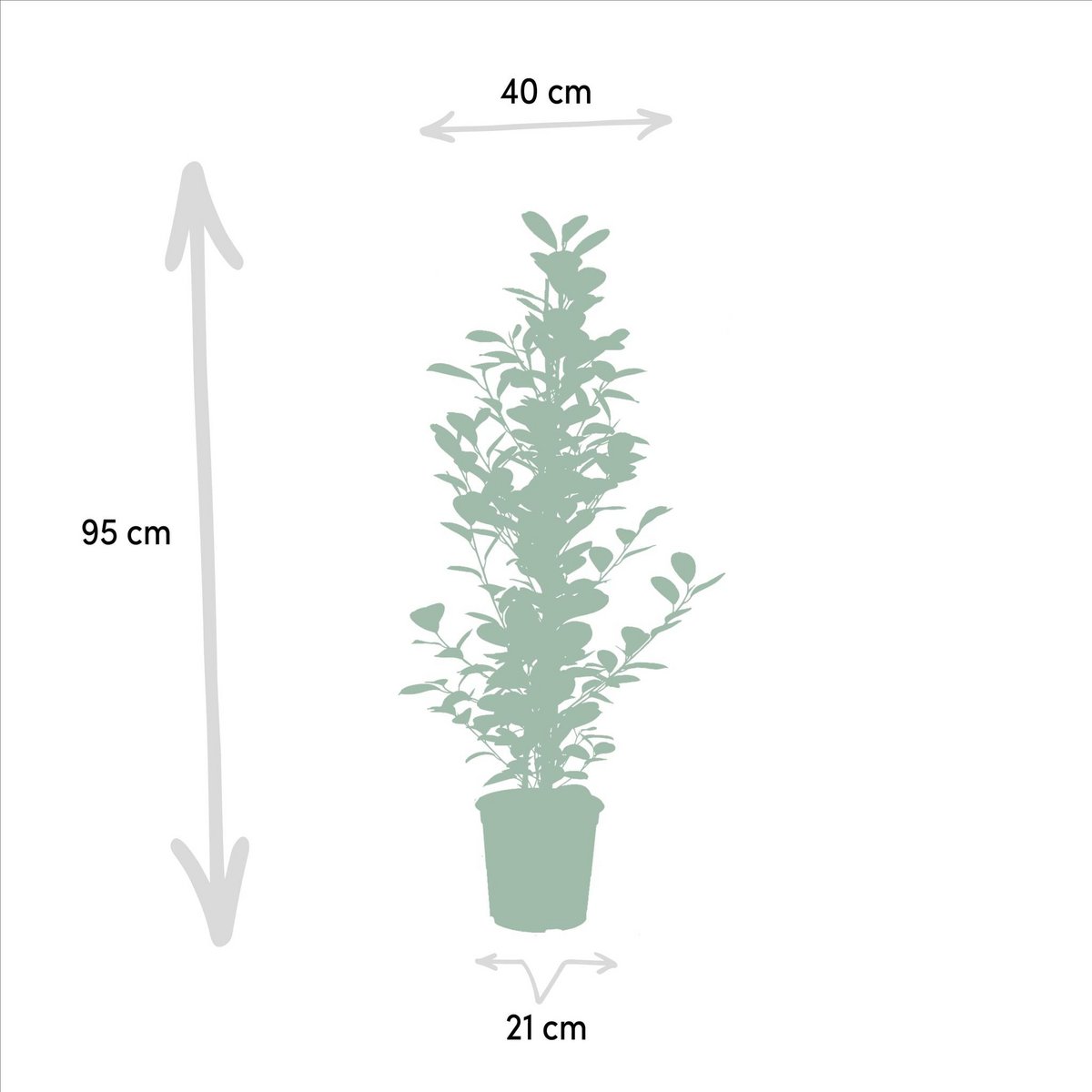 Kamerplant Ficus microcarpa Moclame Ø21cm 95cm