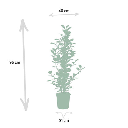 Kamerplant Ficus microcarpa Moclame Ø21cm 95cm