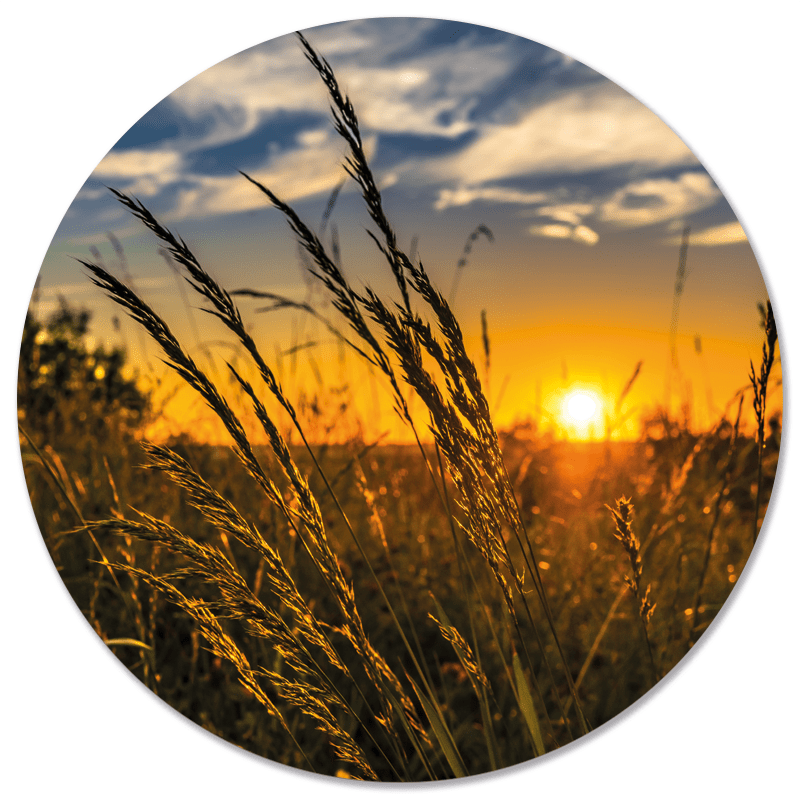Muurcirkel grass sun